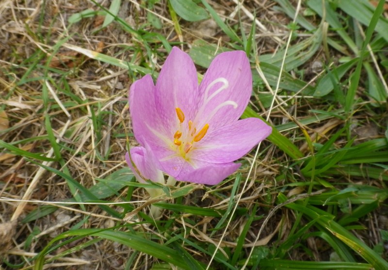 Colchicum cfr.  lusitanum